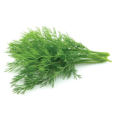 Dill Herbs 500 Seeds