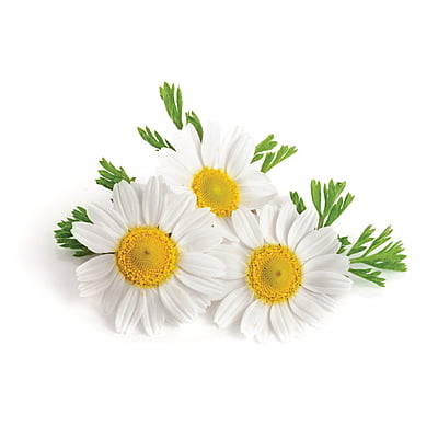 Chamomile Herbs 7500 Seeds