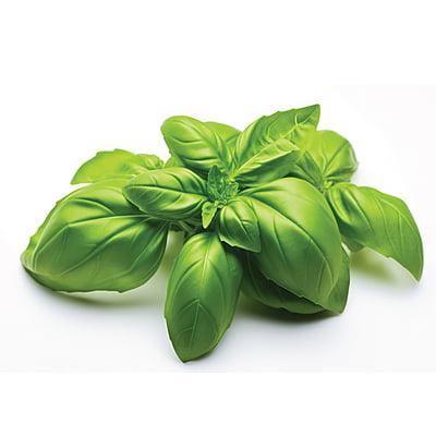 Basil Green Herbs 500  Seeds