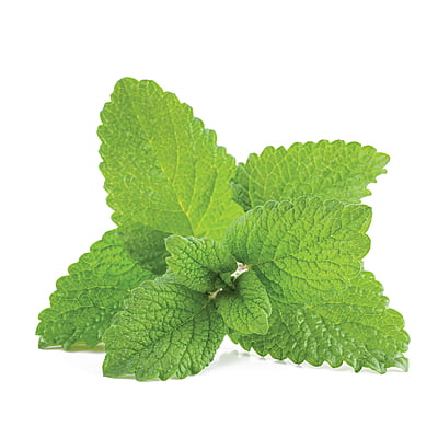 Lemon Balm Herbs 1800 Seeds