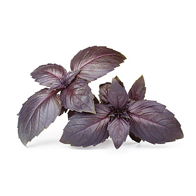 Basil Red Herbs 250 Seeds